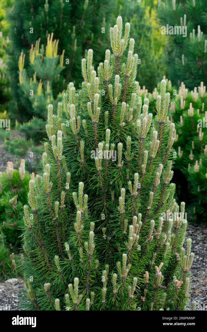 European Black Pine Pinus nigra 'Komet Pine Tree Columnar Form Garden Austrian Pine Black Pine Cultivar Conifer Pinus 'Komet' Pinus nigra Foliage Stock Photo