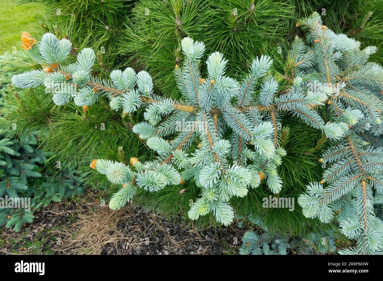 Prostrate Silver Spruce Picea pungens 'Procumbens Glauca' Picea pungens Colorado Blue Spruce Tree Spring Silver Colour background Pinus nigra 'Nana' Stock Photo