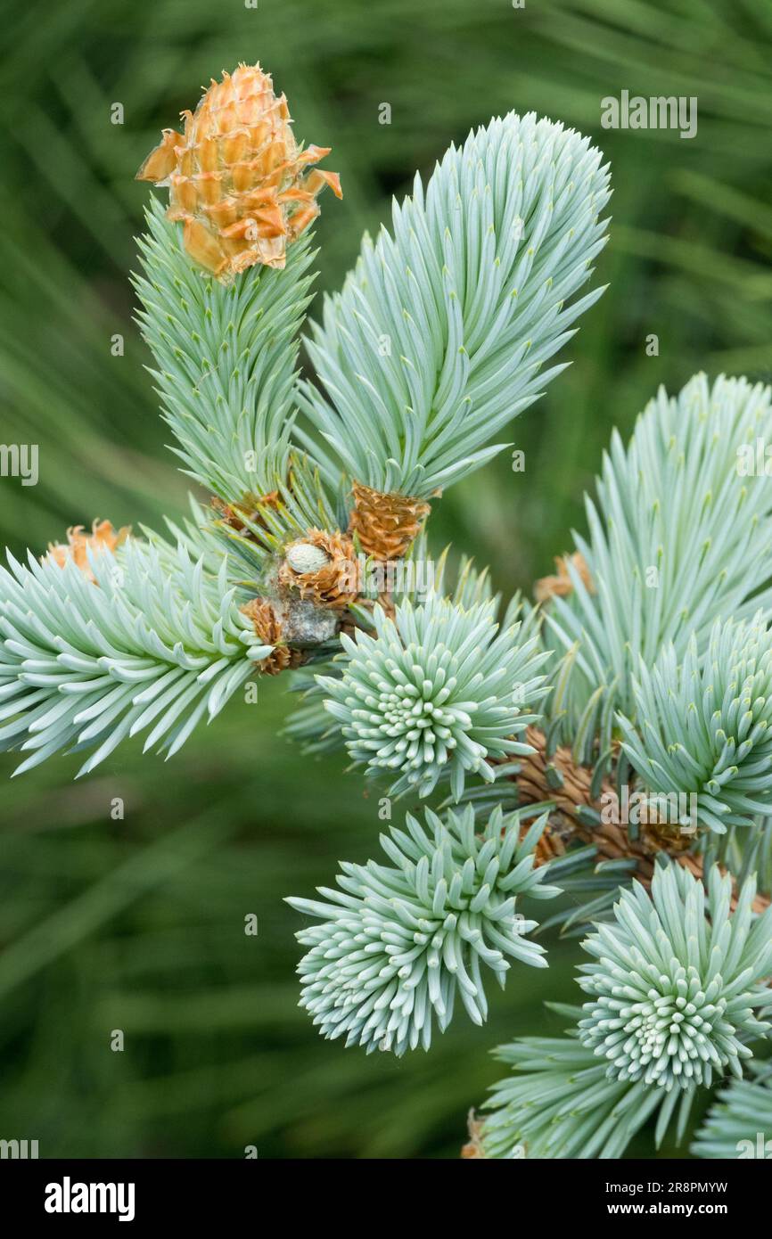 Colorado Blue Spruce Branch Closeup Shoots Picea Spruce Picea pungens 'Procumbens Glauca' Blue Spruce Needles Spring Sprout Grow Silver Spruce Twig Stock Photo