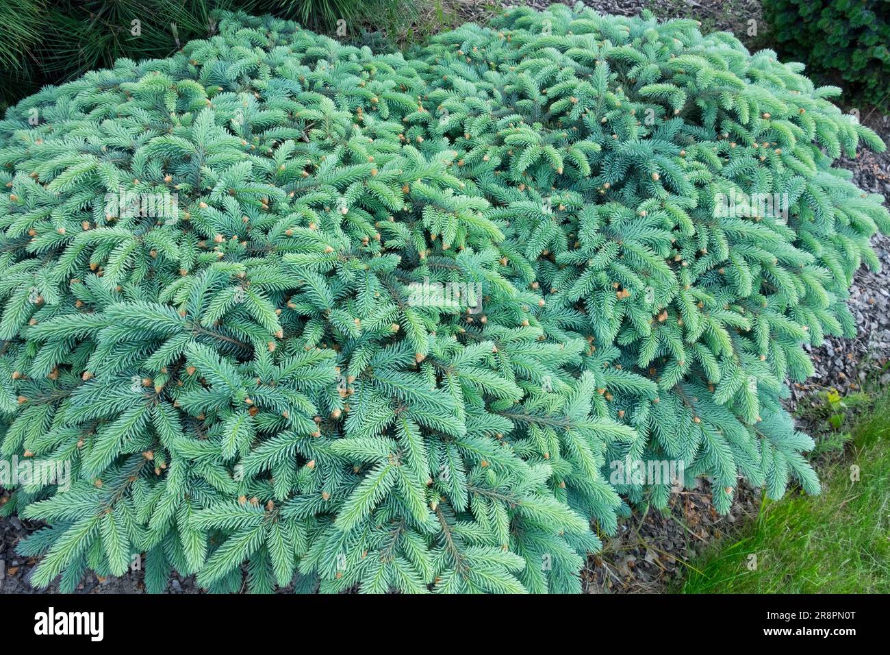 Colorado Blue Spruce, Picea pungens 'Nidiformis', Prostrate, Spruce Spring Branches Blue Needles Stunted Specimen Conifer plant Low Cultivar Stock Photo