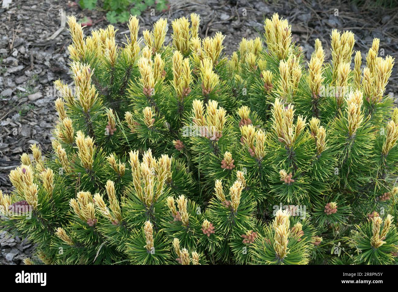 Mugo pine, Pinus mugo "Adam", Yellow, Needles, New, Branches Pinus foliage Stock Photo
