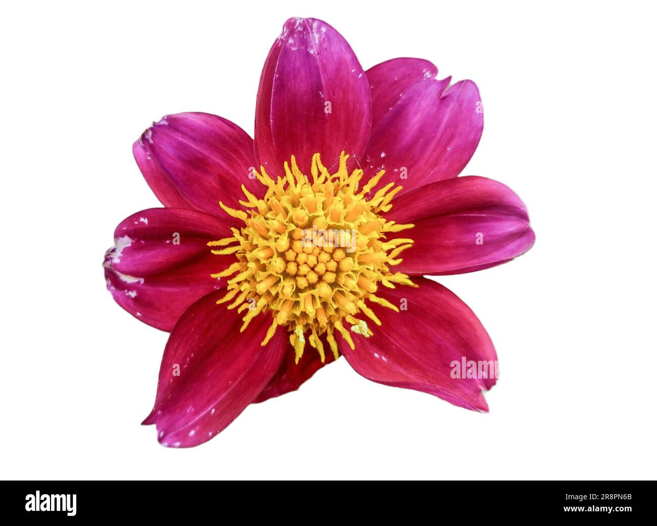 Dahlia flower isolated on hi-res stock photography and images - Alamy