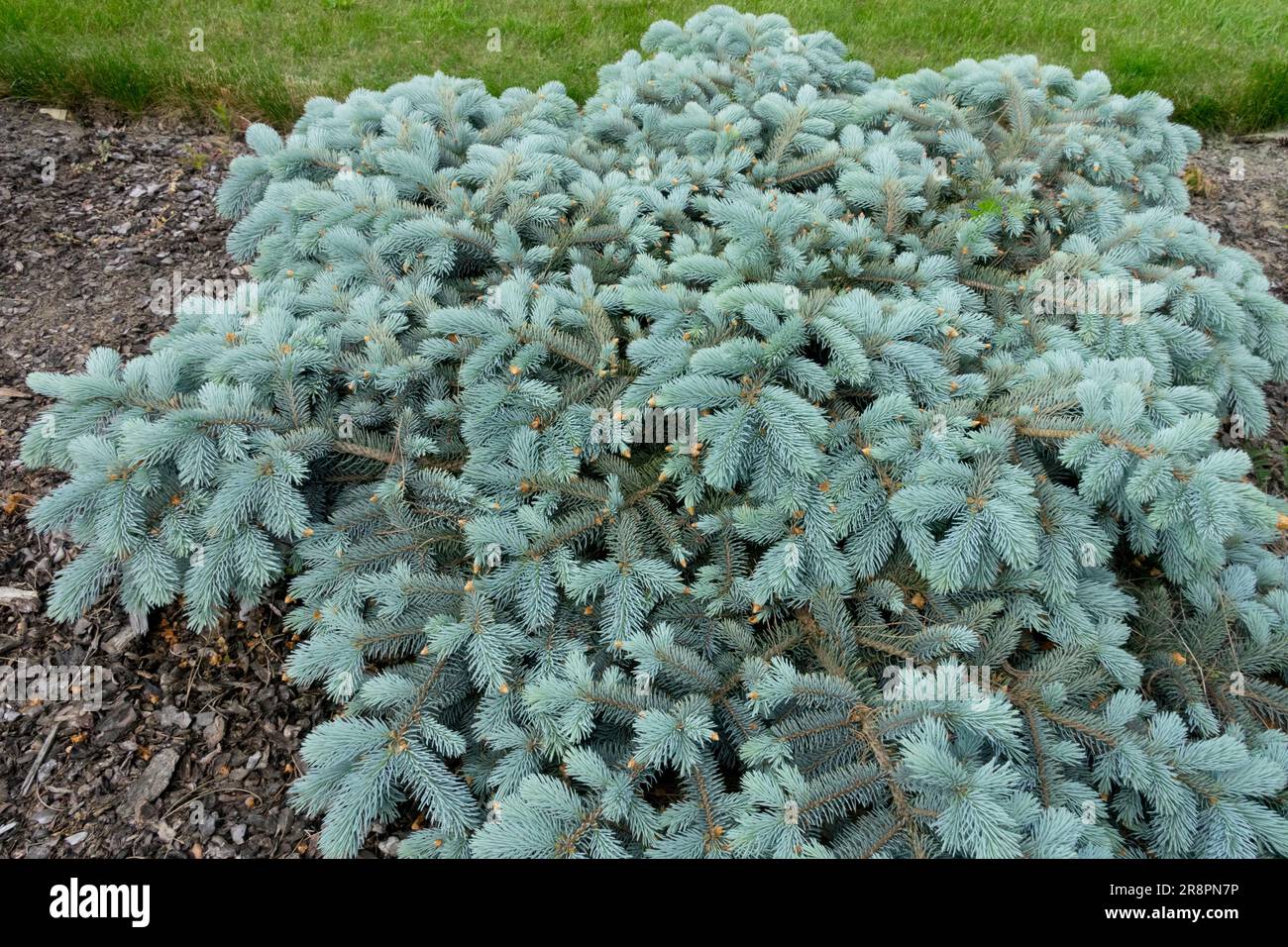 Colorado Blue Spruce, Picea pungens 'Repens' Stock Photo