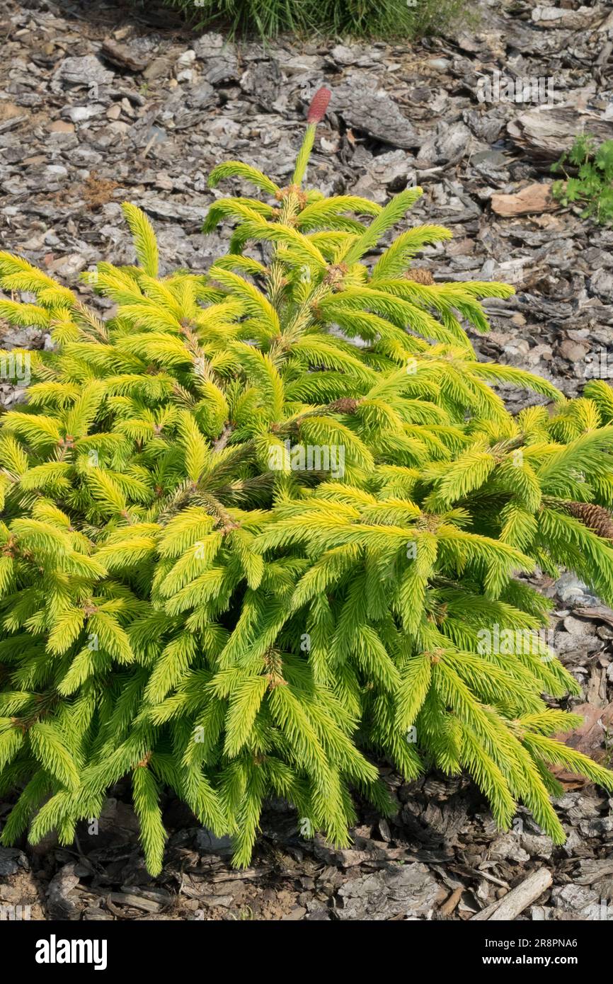 Picea abies Norway spruce Catharines 'Golden Heart Picea'Tree Bright Yellow Gold Spruce Branches European spruce Garden Spring Small Form Stunted Stock Photo