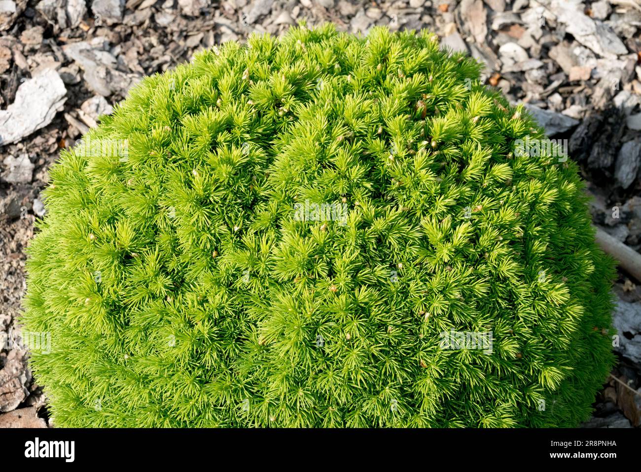 White spruce Picea glauca 'Tiny', Spruce, Dwarf, Tree, Miniature, Coniferous, Spherical, Form Stock Photo