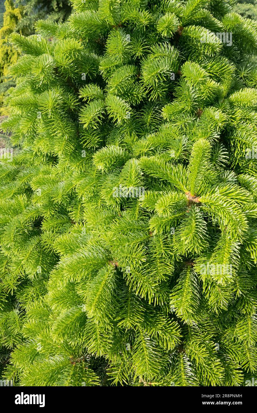 Abies cilicica, Cilician Fir, Abies cilicica "Spring Grove" Stock Photo