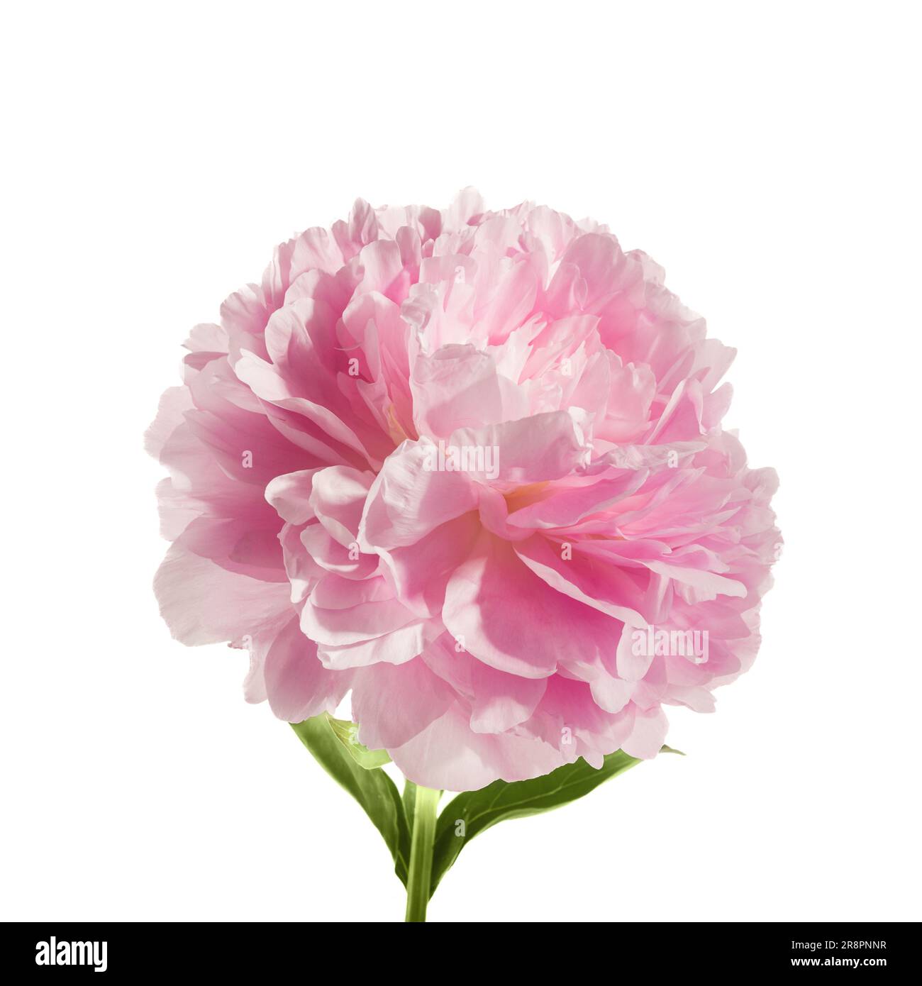 Pink peony flower isolated on white background Stock Photo - Alamy