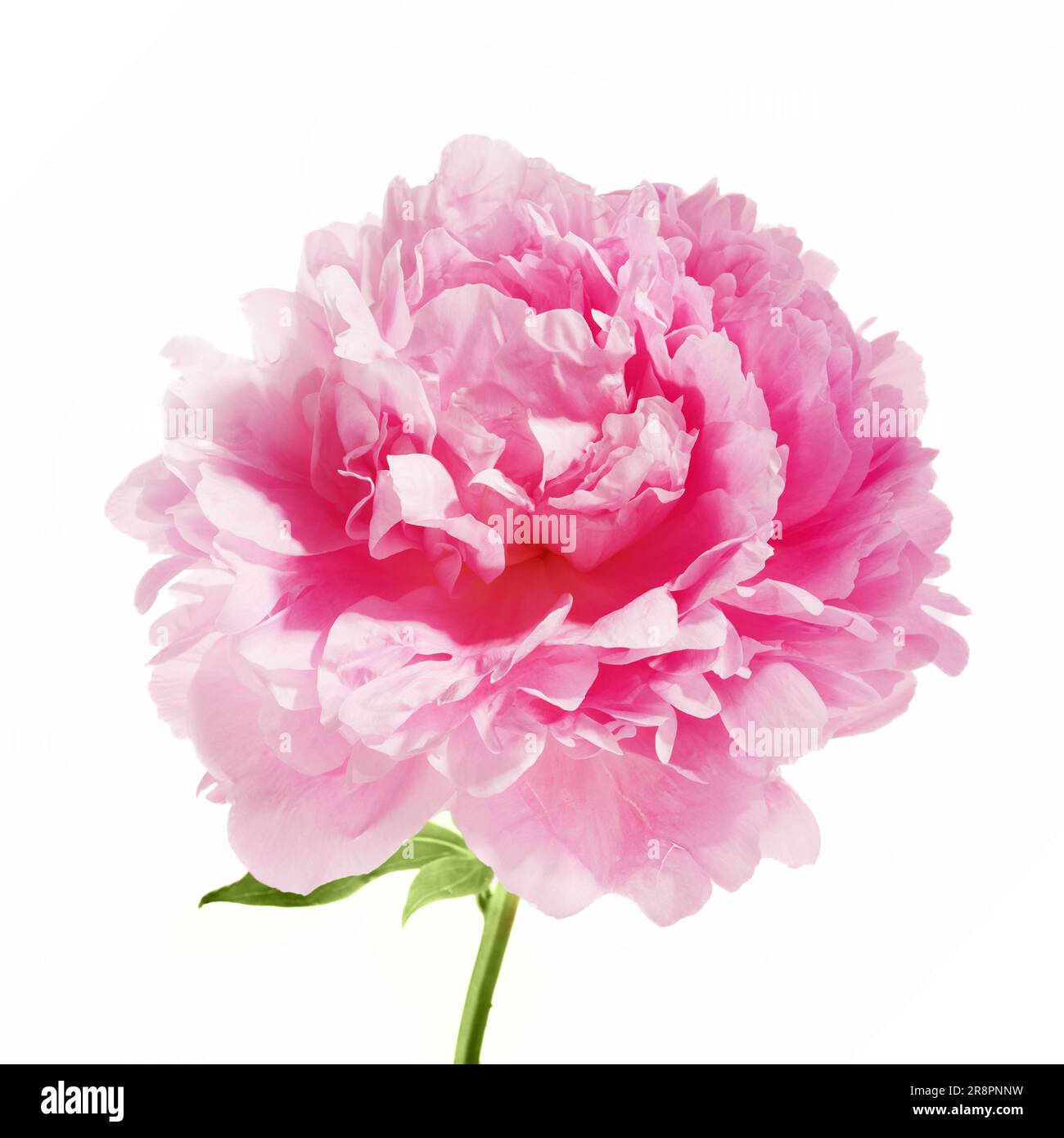 Pink peony flower isolated on white background Stock Photo - Alamy
