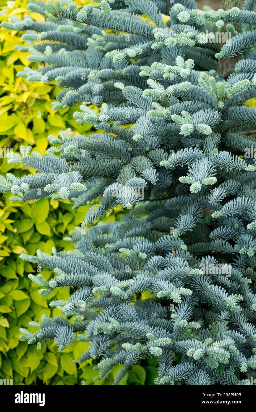 Abies procera Procumbens Nana' Abies procera Noble Fir Garden Fir Tree Silver Branches Colour Cultivar Needles Blue Foliage Abies procera Nana Spring Stock Photo