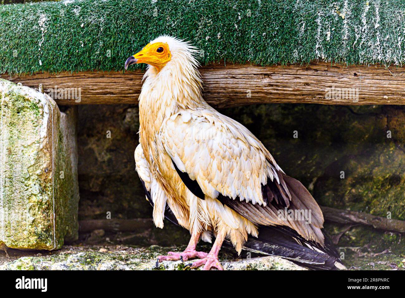 Shot of a bird Egyptian Vulture (Neophron percnopterus), also called Abanto, Guirre or Egyptian Vulture, in a wildlife center in Menorca Stock Photo