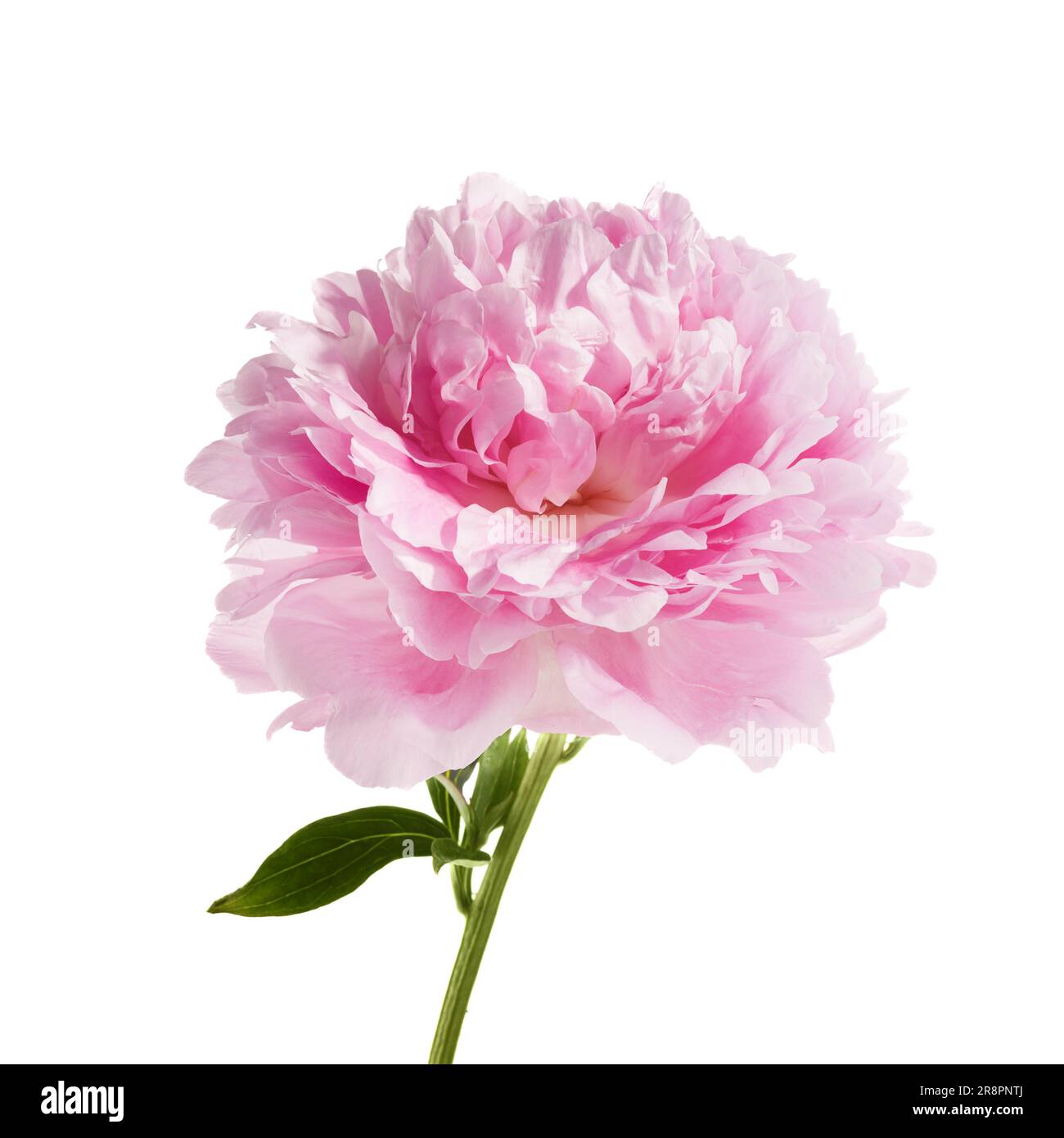 Pink peony flower isolated on white background Stock Photo - Alamy