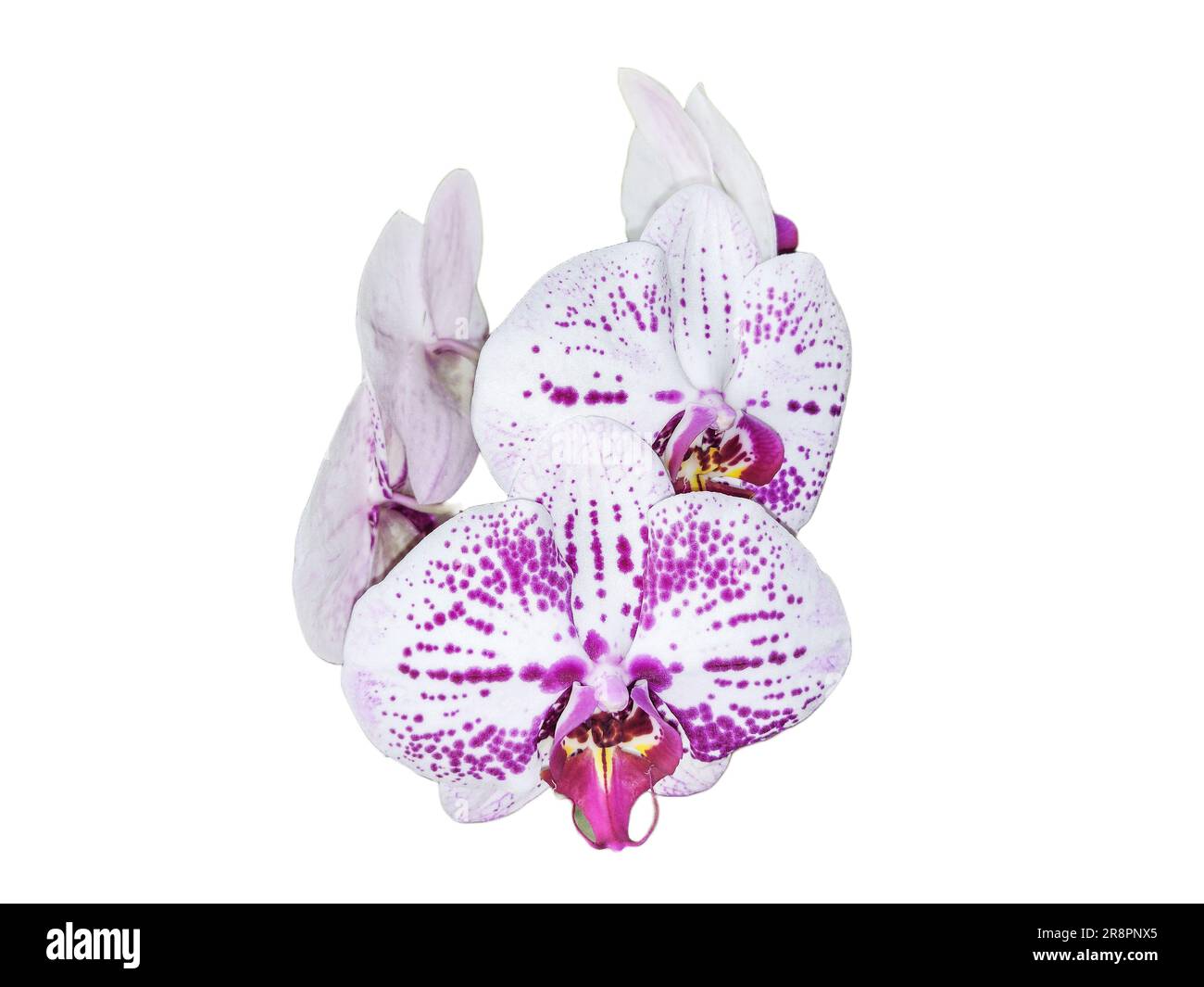 Pink spots hi-res stock photography and images - Alamy