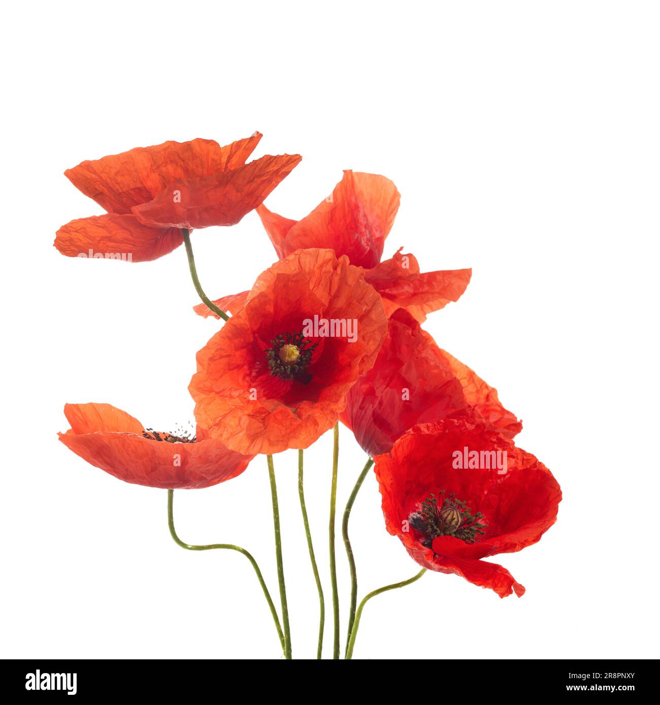 Wild red poppies isolated on white background Stock Photo - Alamy