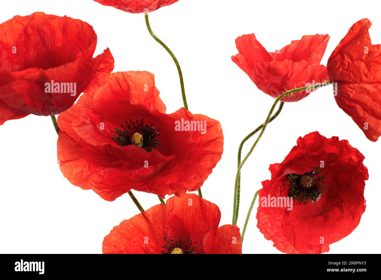 Wild red poppies isolated on white background Stock Photo - Alamy