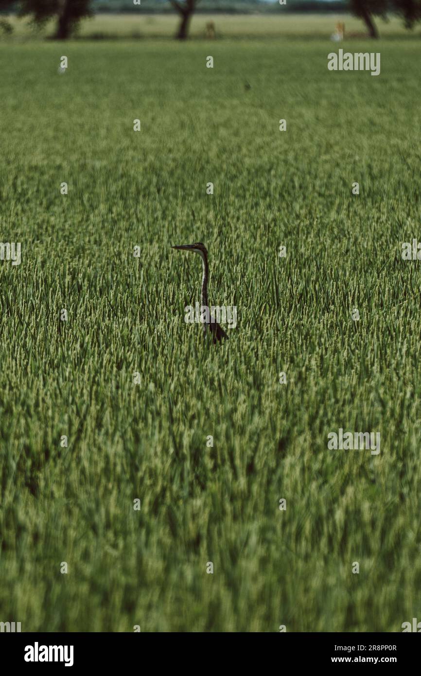 A majestic crane gracefully extends its neck above a lush green field, embracing its natural surroundings. Stock Photo