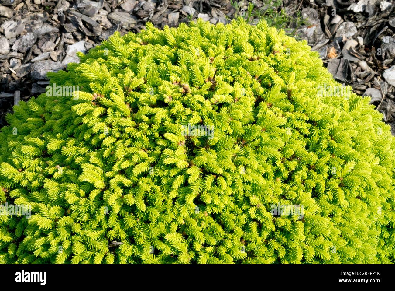 Norway spruce, Picea abies 'Cornell Broom' Miniature, Form, Dwarf, Spruce, Tiny, Tree, Dense, Slow growing conifer Stock Photo