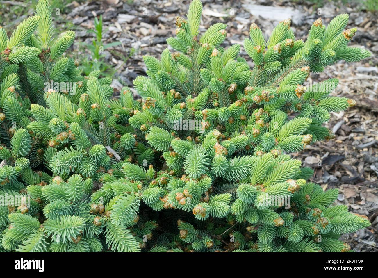 White spruce Picea glauca 'Sleeping Giant' low prostrate Alberta Spruce Stock Photo