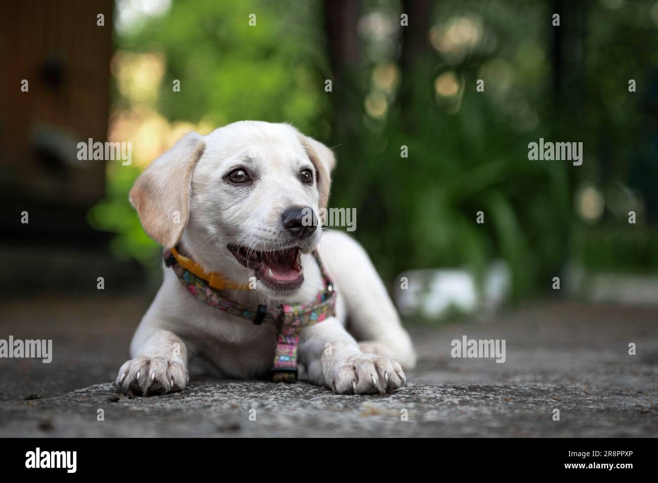 White labrador puppy resting outdoor. Cute white dog. White Labrador Retriever is lying in summer day Stock Photo