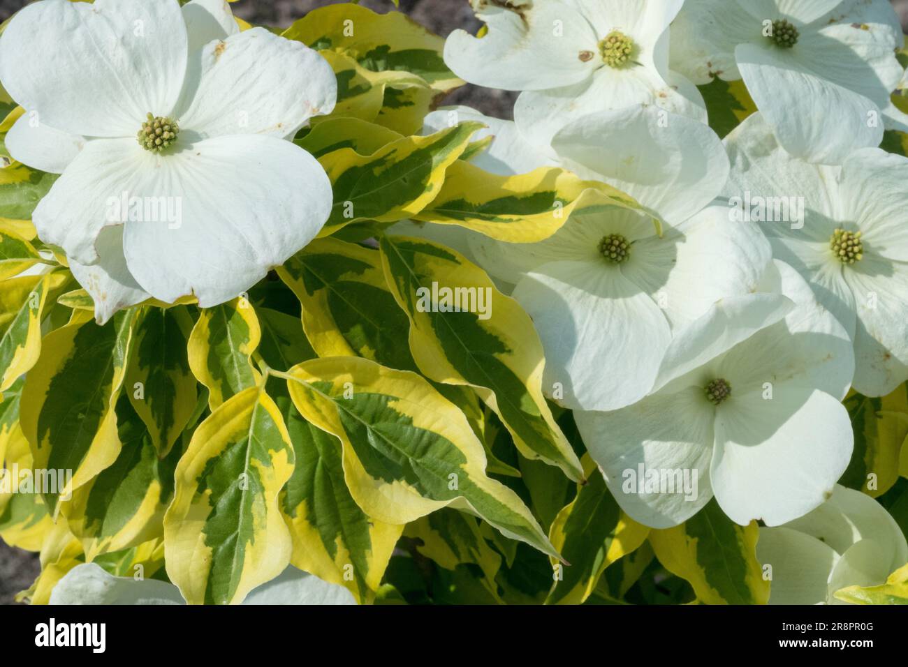 Dogwood, Cornus 'Celestial Shadow', White, Flowering, Shrub, Flower Stock Photo