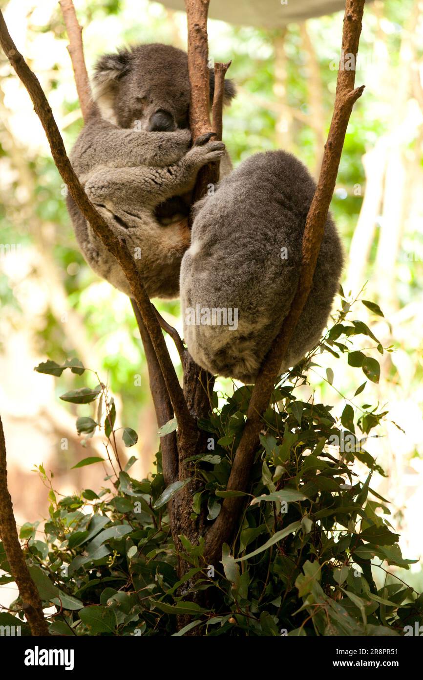 Koala bears in sydney zoo hi-res stock photography and images - Alamy