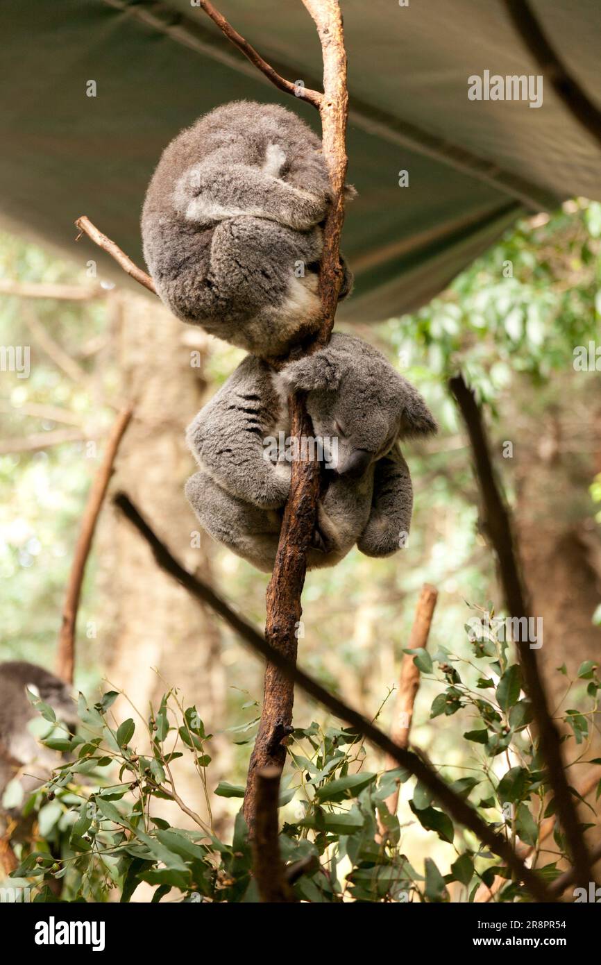 Koala bears in sydney zoo hi-res stock photography and images - Alamy