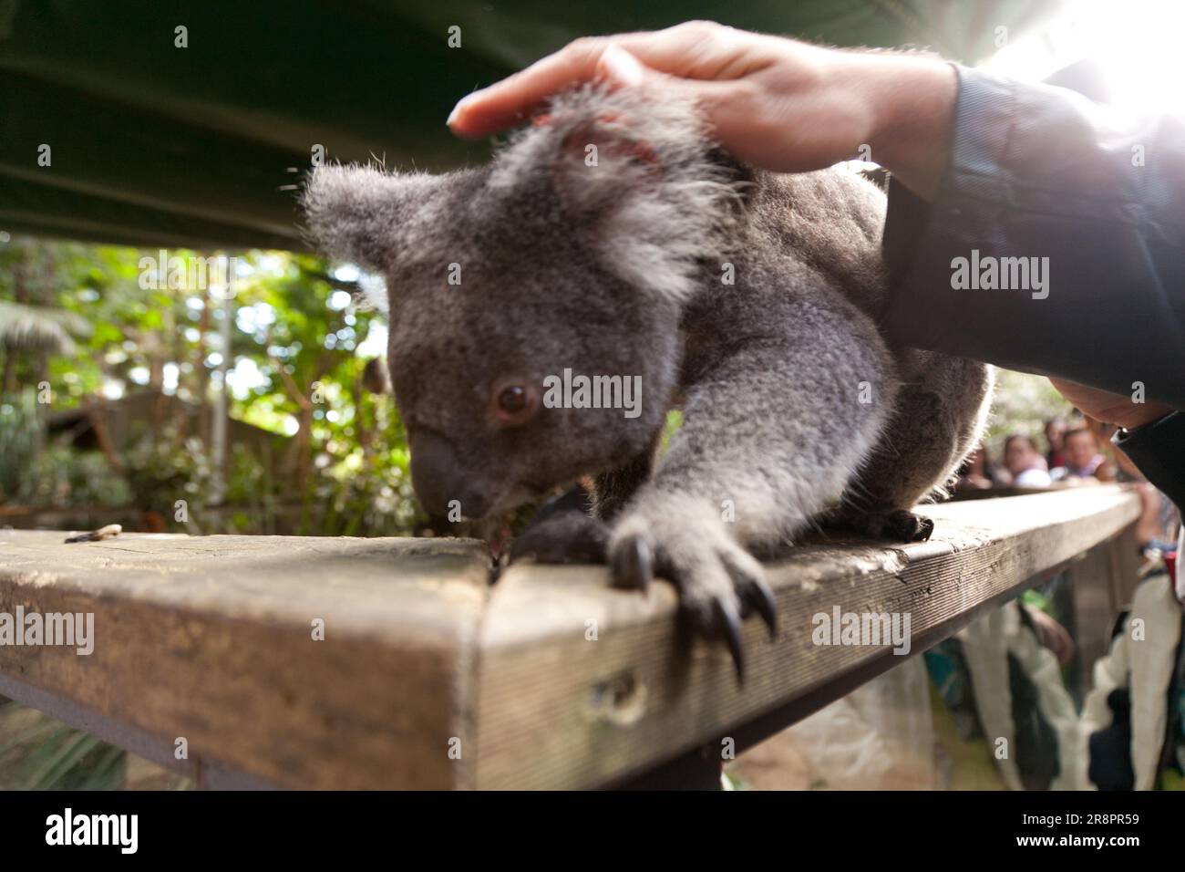 Koala bears in sydney zoo hi-res stock photography and images - Alamy