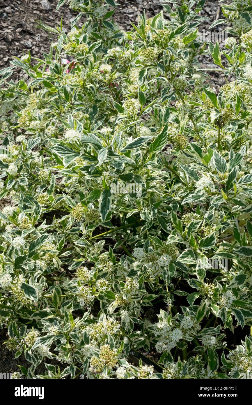 Flowering shrubs Cornus stolonifera 'White Spot' Dogwood Cornus White Spot aka Cornus 'White Gold' Variegated Leaves Red Osier Dogwood Foliage Garden Stock Photo