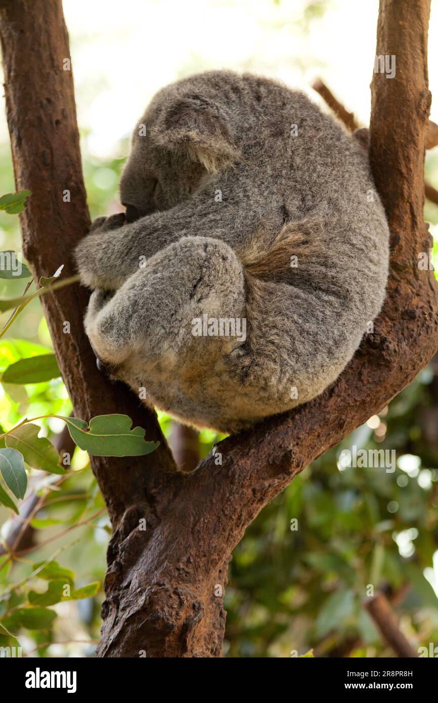Koalas resting in trees at Koala Park, West Pennant Hills, Sydney