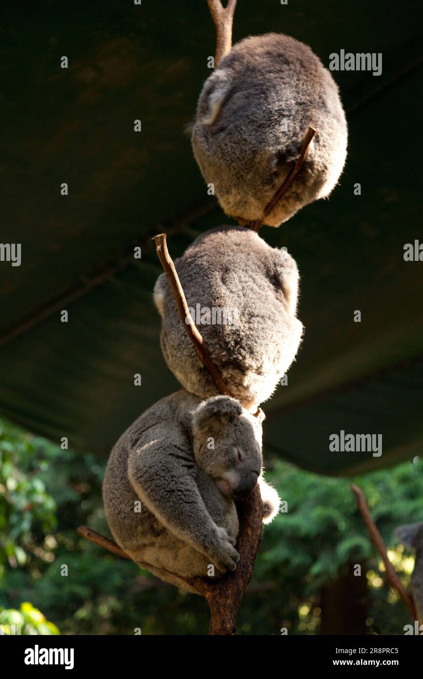 Koalas resting in trees at Koala Park, West Pennant Hills, Sydney
