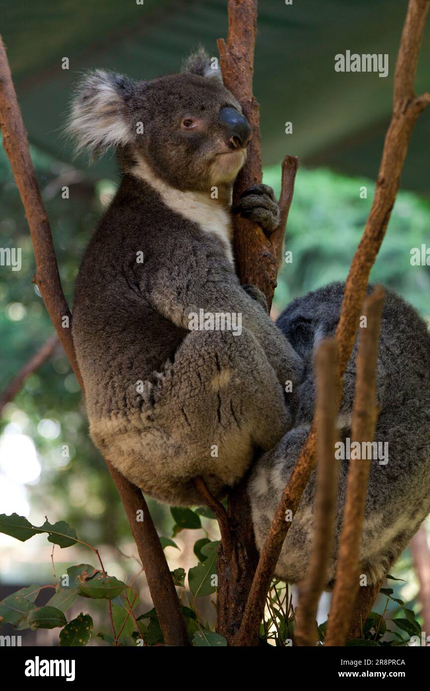 Koala bears in sydney zoo hi-res stock photography and images - Alamy