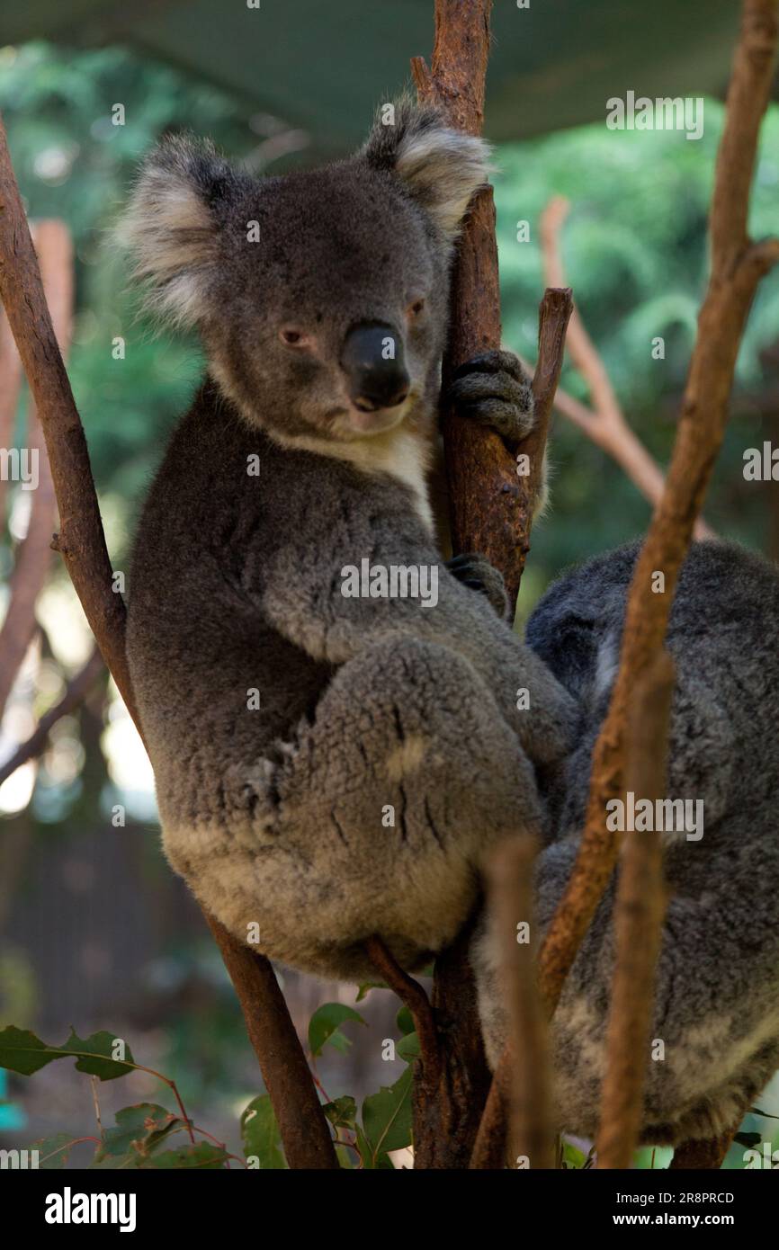 Koalas resting in trees at Koala Park, West Pennant Hills, Sydney