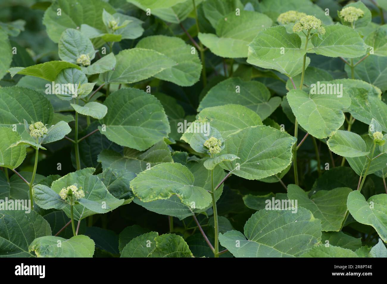 Sprouts of a young hydrangea without flowers in flower bed Stock Photo