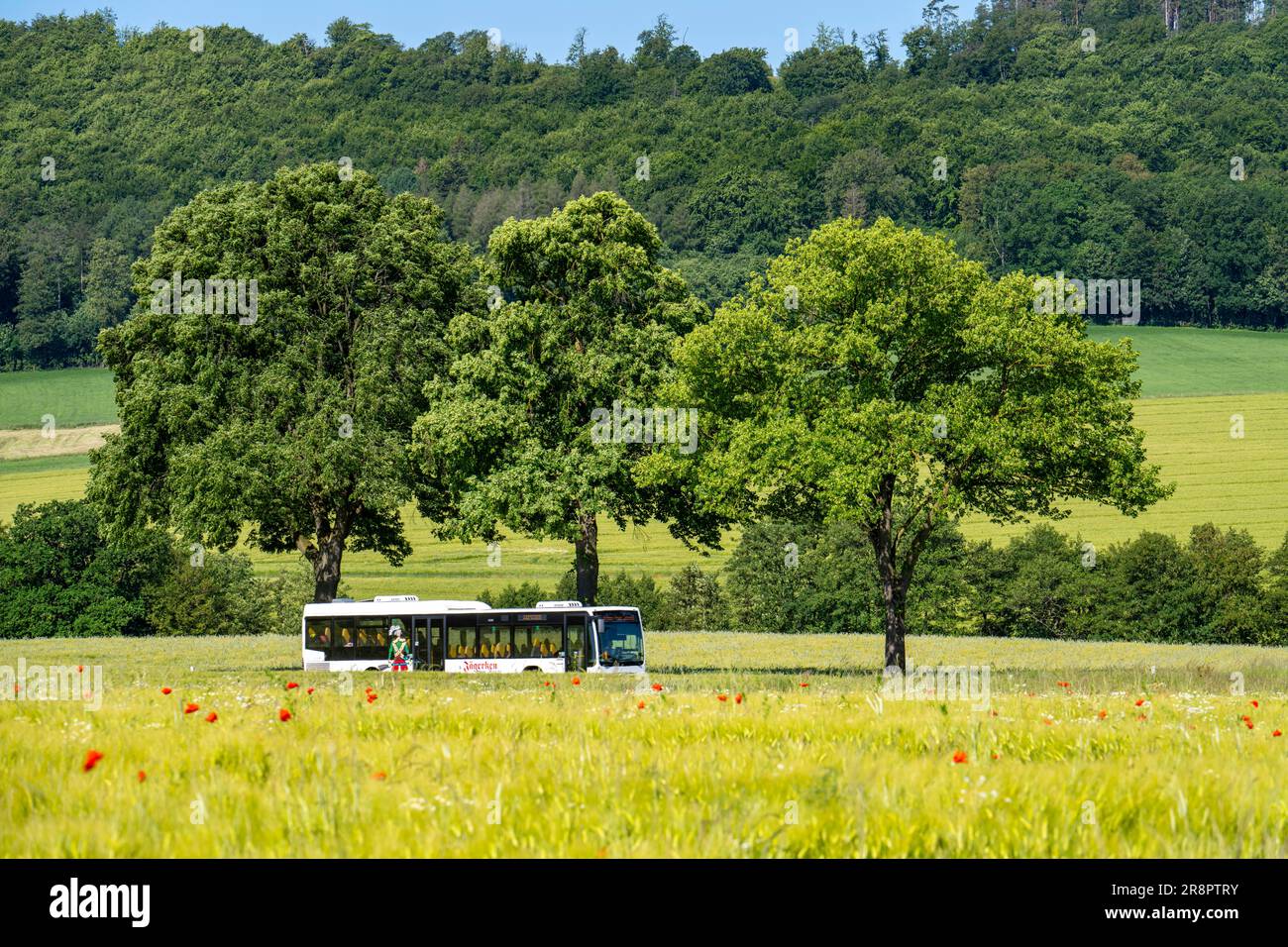 Country road between Hirschberg and Warstein, local bus, public transport, bus traffic, Sauerland, NRW, Germany Stock Photo