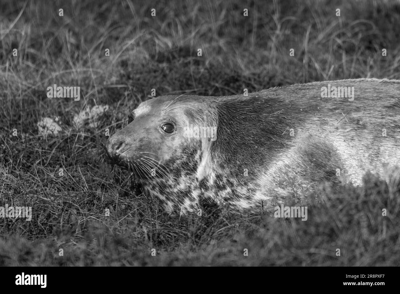 Baby grey seal uk Black and White Stock Photos & Images - Alamy