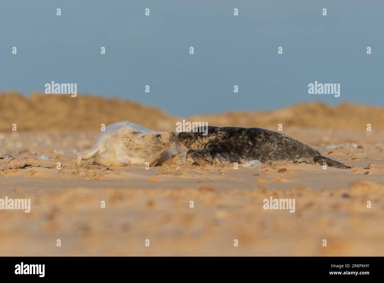 Grey seal and Pup Stock Photo