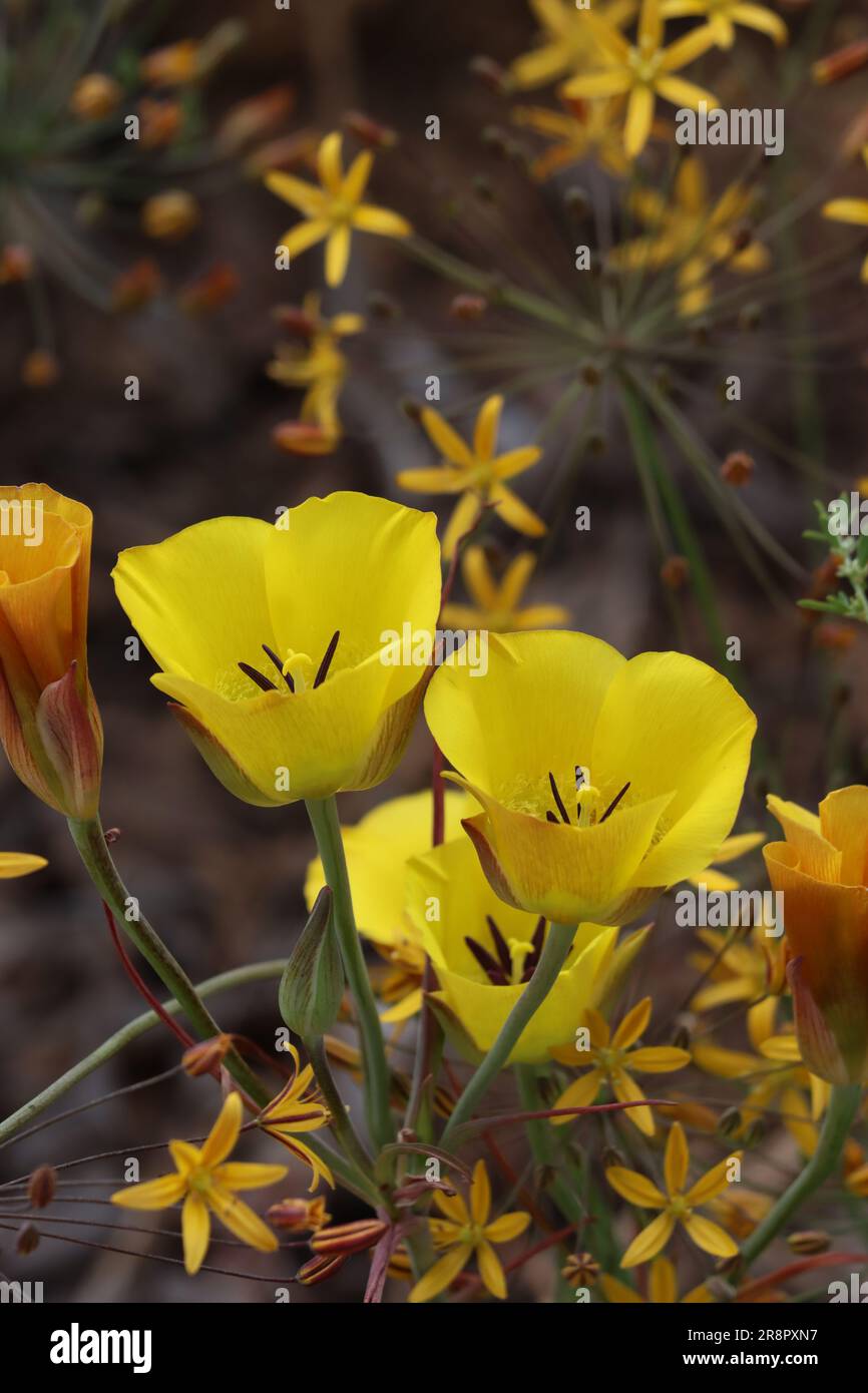 Clubhair Mariposa Lily, Calochortus Clavatus, a native perennial herb with cyme inflorescences during springtime in the Santa Monica Mountains. Stock Photo