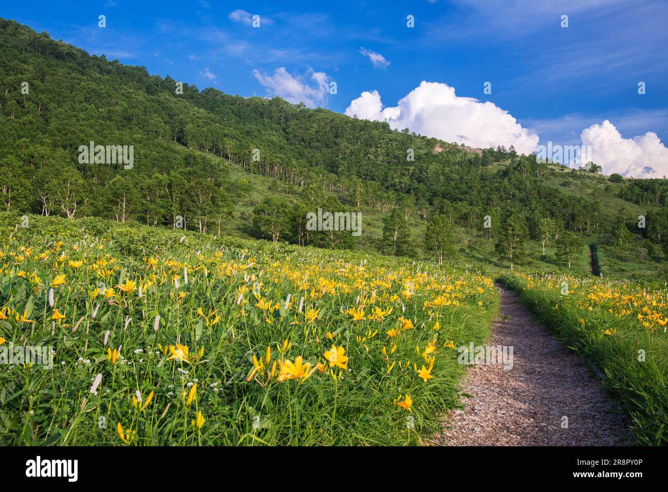 Day lily from Nozoriko Stock Photo