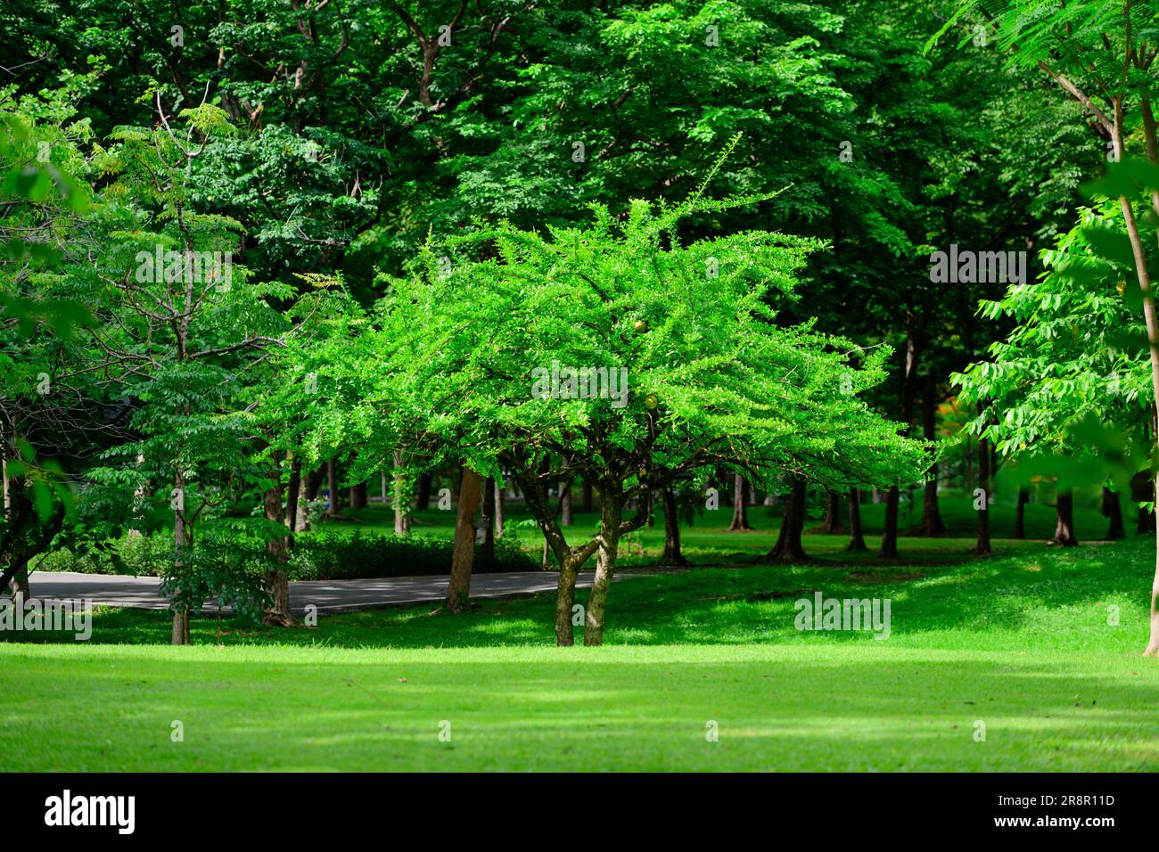 City park with walking path and green zone trees Stock Photo - Alamy