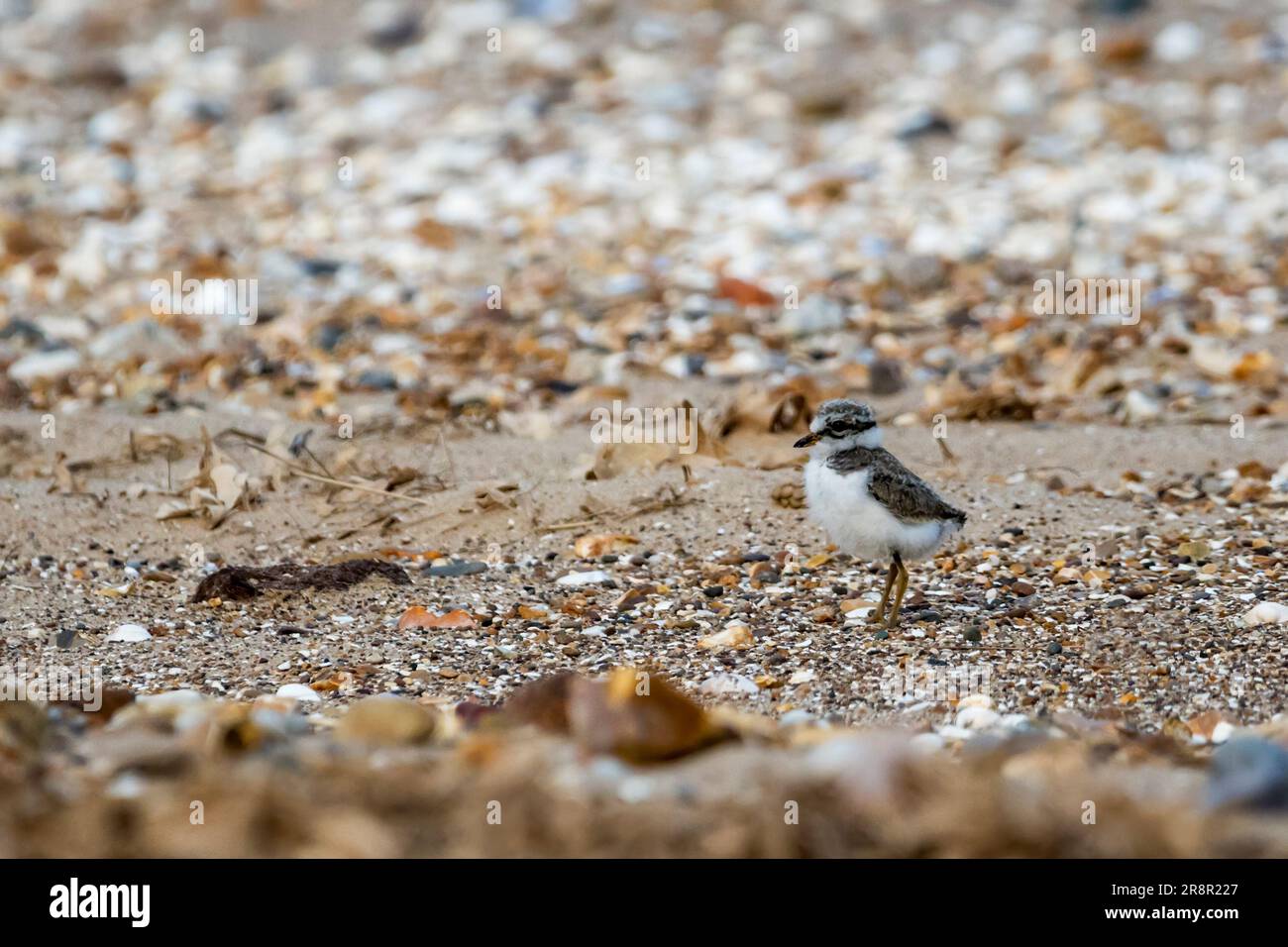 Chick of ringed plover, Charadrius hiaticula, on shore of The Wash ...