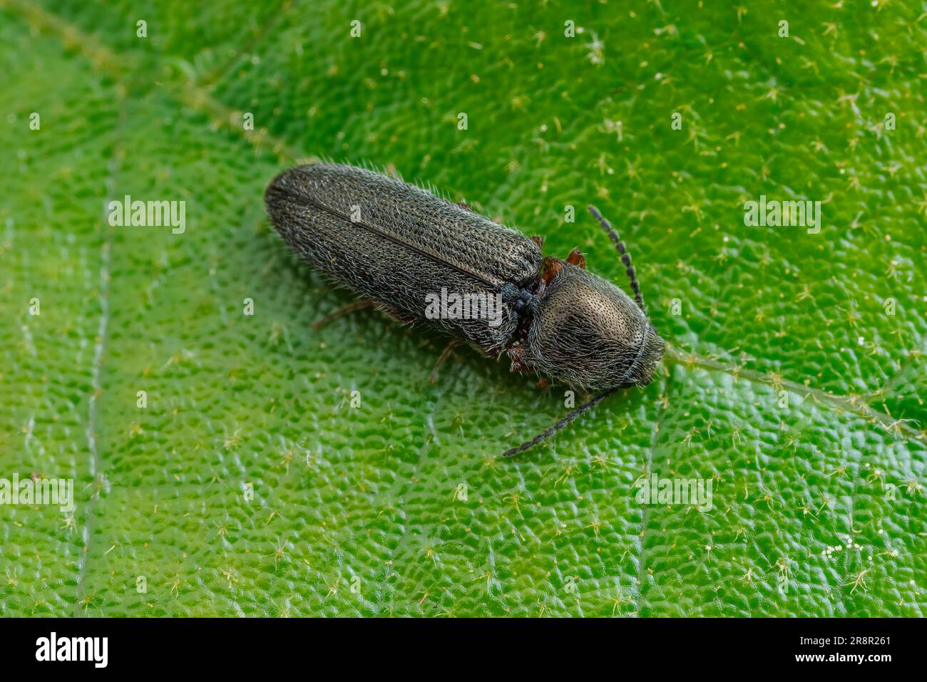 Click Beetle (Limonius sp.) Stock Photo