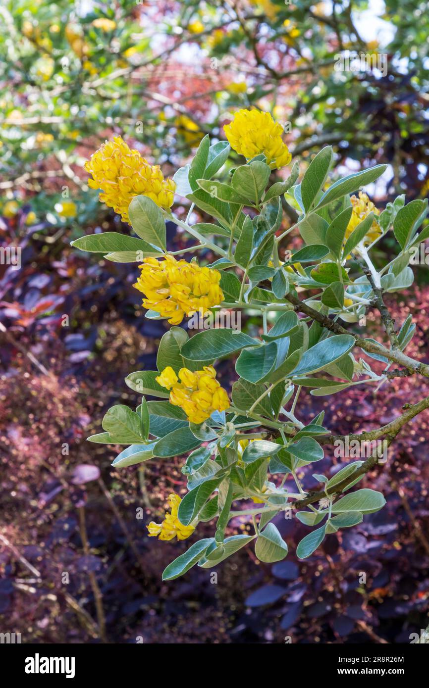 Pineapple broom, Argyrocytisus battandieri Stock Photo