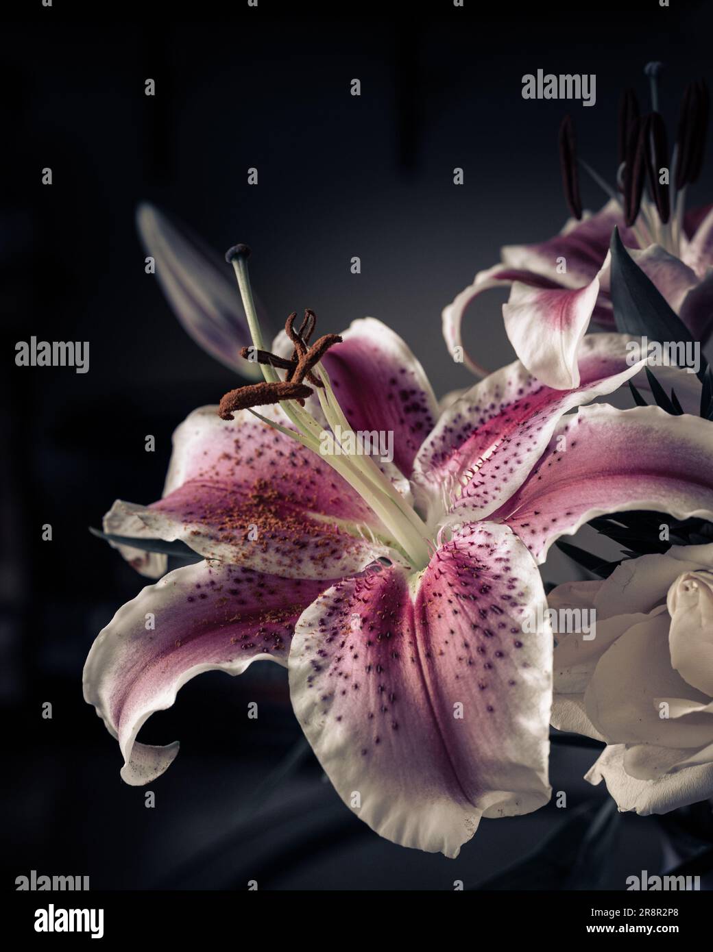 A close-up of two vibrant pink and white lilies in a glass vase ...