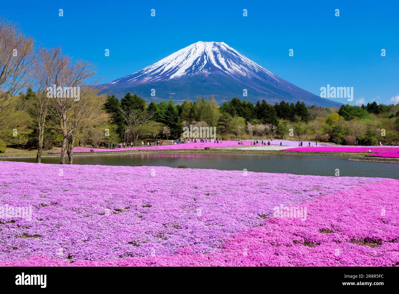Mount Fuji and moss phlox, Fuji shibazakura festival Stock Photo