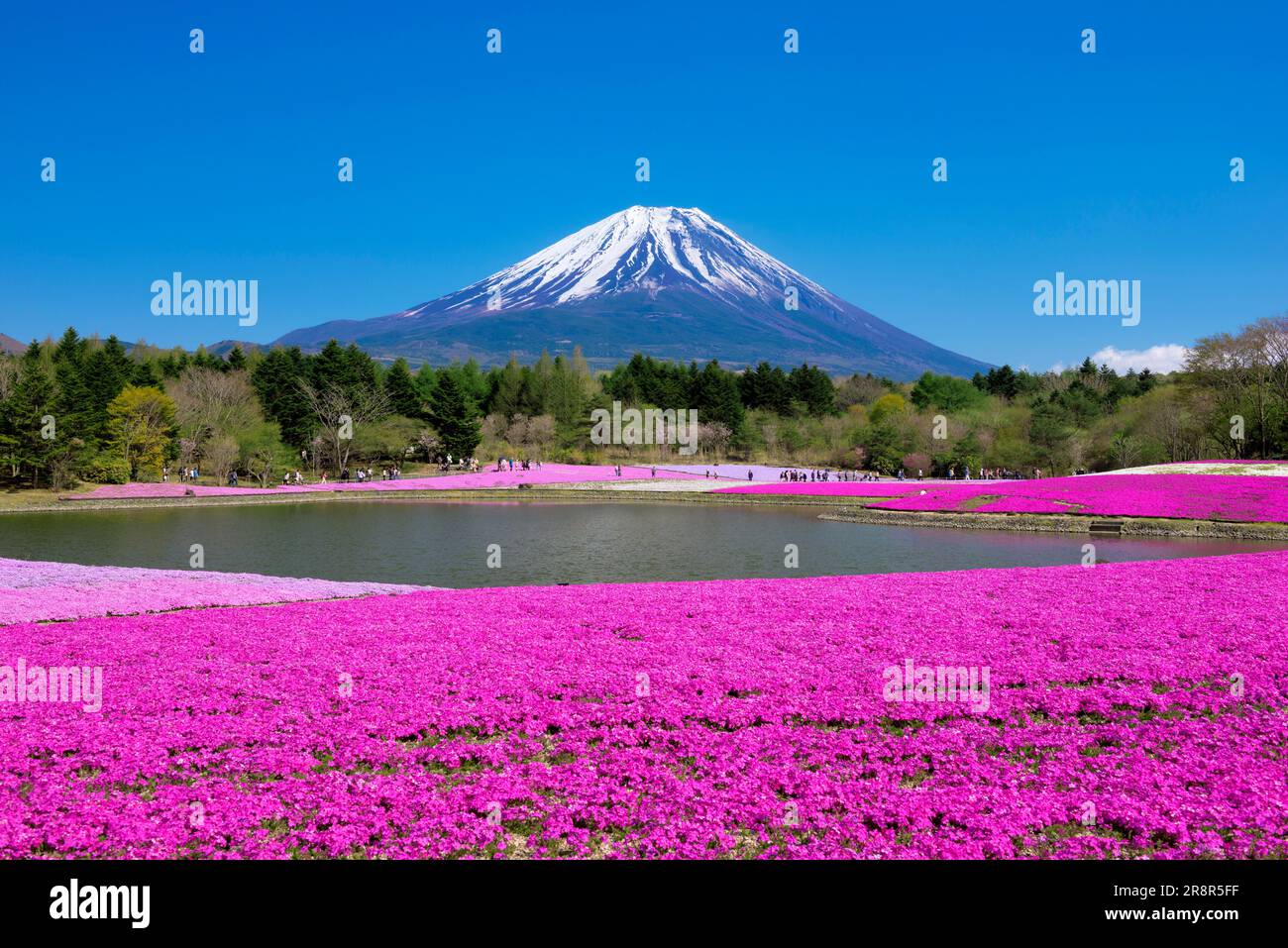 Mount Fuji and moss phlox, Fuji shibazakura festival Stock Photo