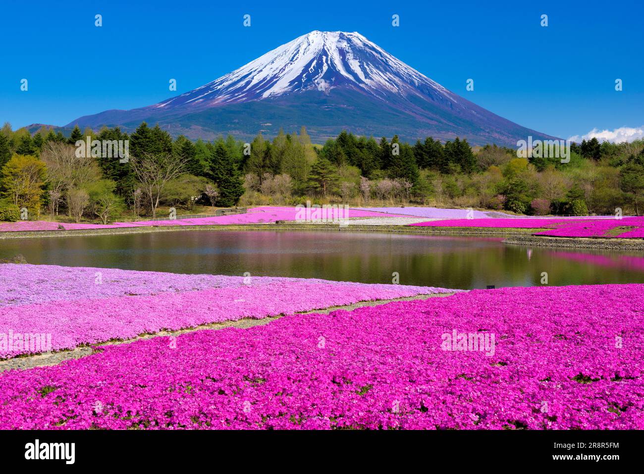 Mount Fuji and moss phlox, Fuji shibazakura festival Stock Photo