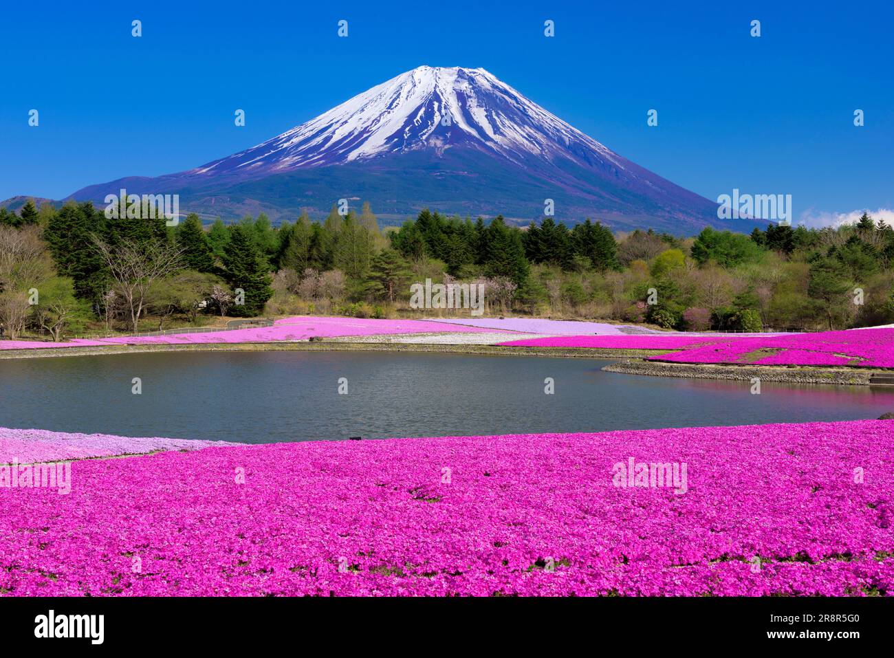 Mount Fuji and moss phlox, Fuji shibazakura festival Stock Photo