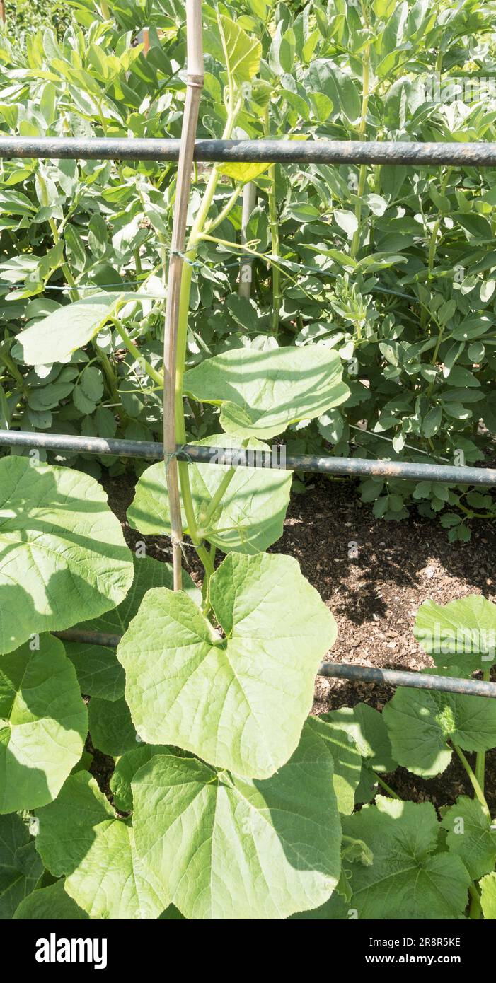 Growing a Uchiki Kuri squash plant up a trellis in an allotment garden, England, UK Stock Photo