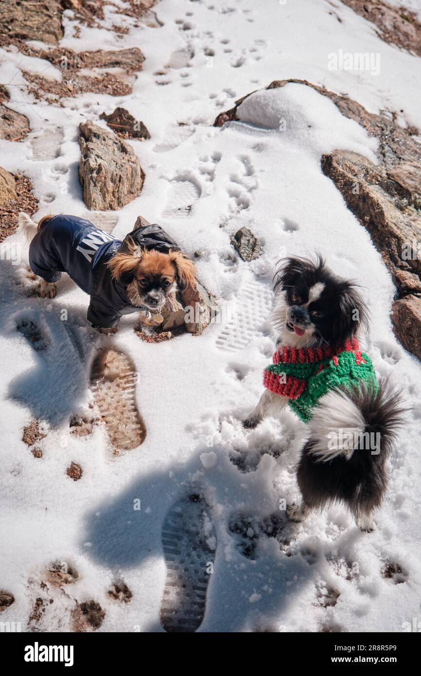 A top view of two dogs wearing winter coats standing in fresh snowfall