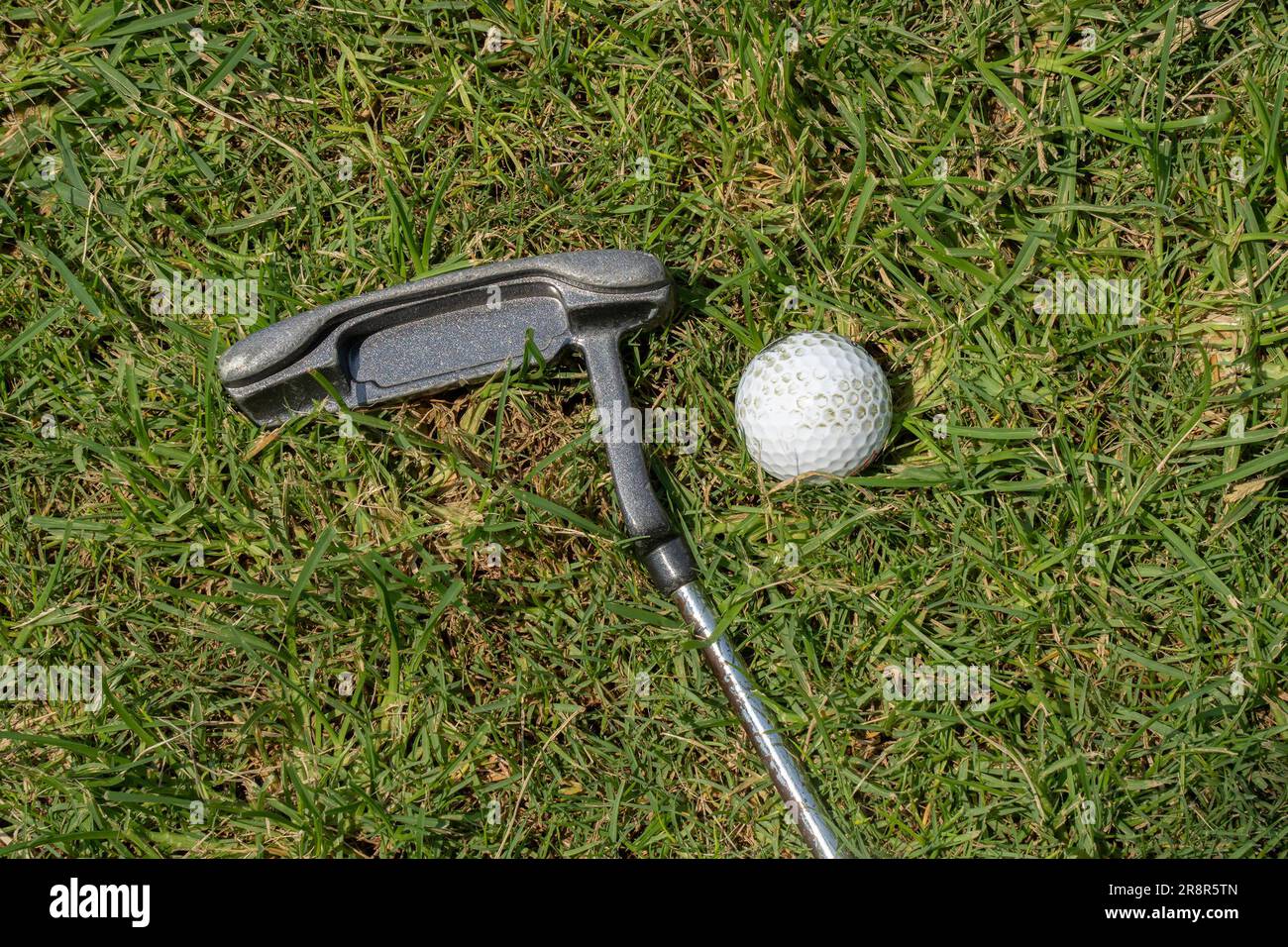 A putter golf club next to a golf ball on the grass in a golf course