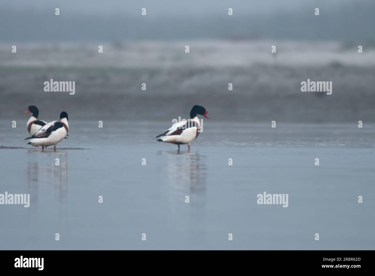 Common shelduck (Tadorna tadorna), a waterfowl species, observed in Gajoldaba in West Bengal, India Stock Photo